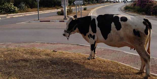 Photo du jour : la vache qui va à Carthage