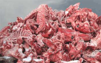 Destine  la destruction, une quantit de viandes rouges est remise sur le march 