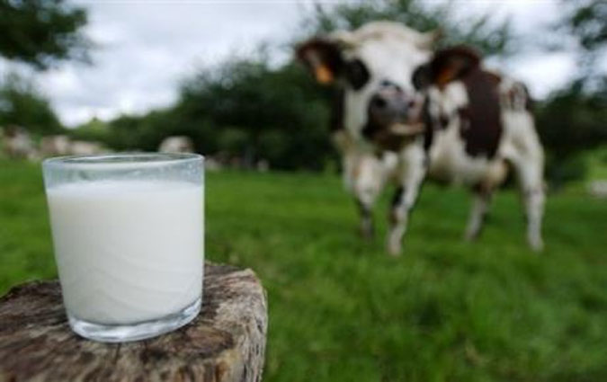 Production laitire : l'export ou la mort