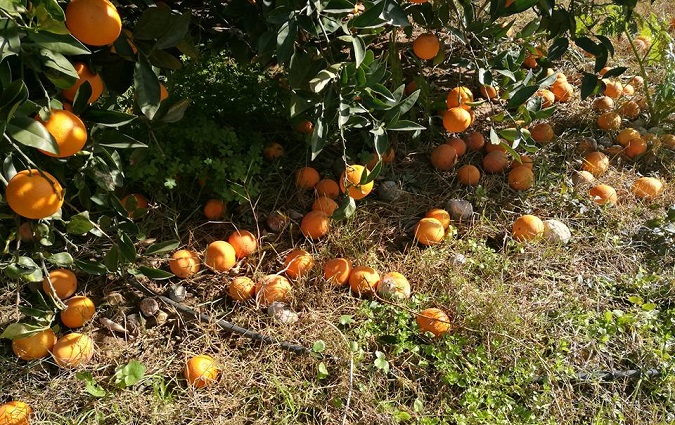Photos du jour  Les oranges tunisiennes pourrissent par terre