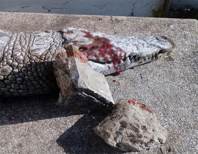 Au Zoo du Belvdre, des visiteurs tuent un crocodile en lui jetant de grosses pierres  la tte !