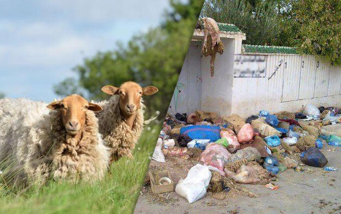 Ad El Idha : Le mouton objet de fte et d'anarchie ! 