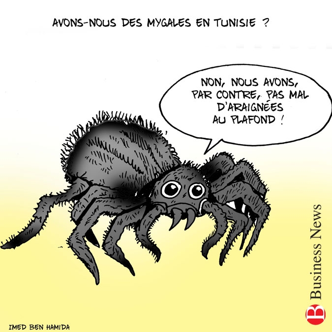 Avons-nous des mygales en Tunisie ?

