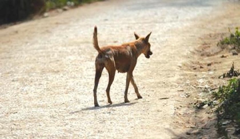 Bardo : une enseignante attaque par un chien errant au sein du lyce