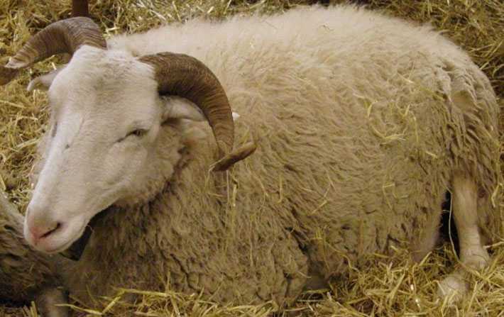 Kasserine : Un berger se fait voler un mouton par un groupe de terroristes