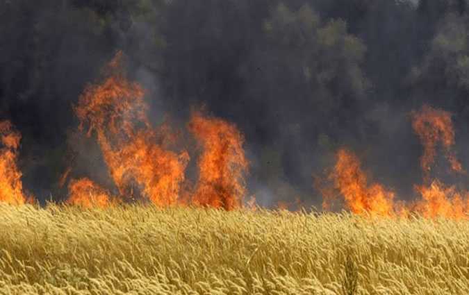 Incendie au Kef : 50 hectares de crales perdus

