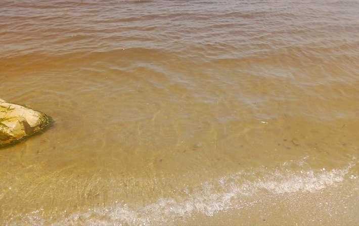 Carthage - La Goulette : le changement de couleur de la mer pourrait tre d  une algue