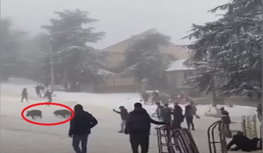 La vido de citoyens et de sangliers s'amusant dans la neige se passe-t-elle en Tunisie ? 