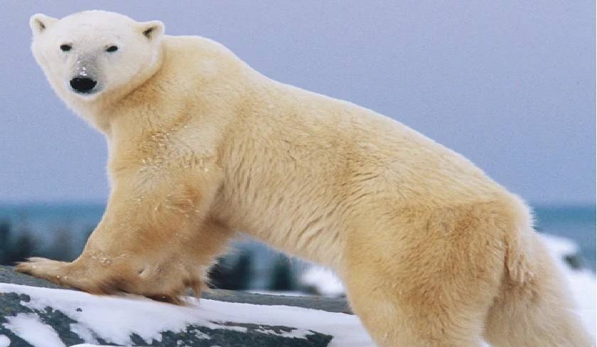 Un ours polaire  Bja : Qu'en est-il ?