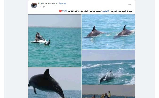 Ironique : les dauphins s'amusent aux plages du Kef