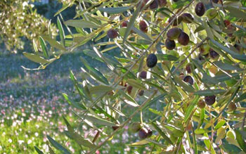 Récolte d'olives 2013, baisse à près du tiers de la production (audio)