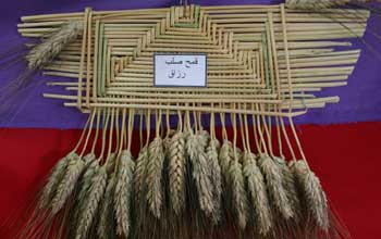 Tunisie : une moisson riche en projets