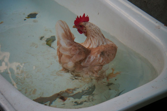 Arrestation de la poule qui a pondu l'œuf qui a ciblé Mehdi Mabrouk