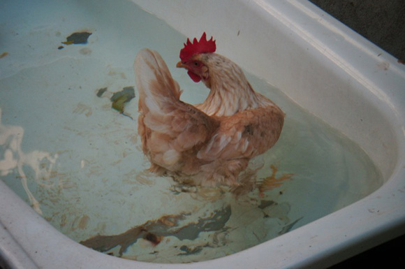 Arrestation de la poule qui a pondu l'œuf qui a ciblé Mehdi Mabrouk 