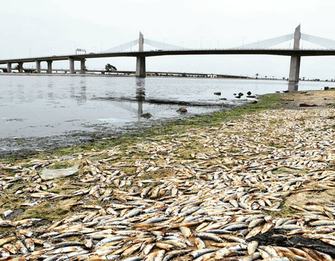 Des tonnes de poissons s'chouent sur la plage de Rads
