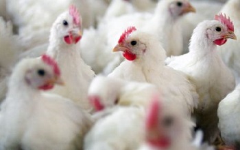 Grippe aviaire : 8 pays dont la Tunisie décident de suspendre leurs importations de volaille française
