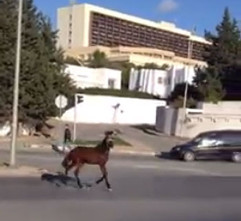 Vido du jour - Un cheval aux Affaires trangres