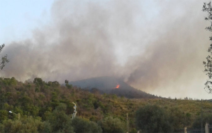 Tunisie - En seulement deux mois, 77 incendies ravagent 90 ha