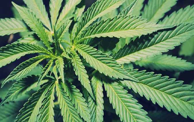 Une ferme de Marijuana plantée sur 250m2 à Menzel Temime