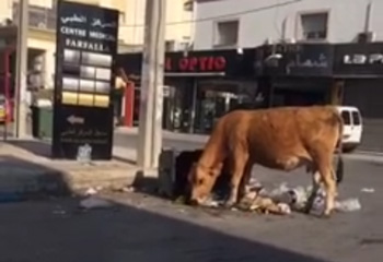 Vidéo du jour – A Tunis, des vaches renversent une benne à ordure pour se nourrir !