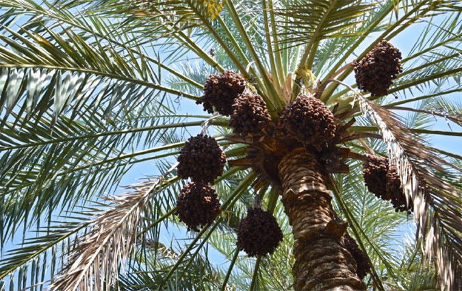 Affaire Jemna : les habitants menacent d'une grve gnrale et d'une manifestation  Tunis