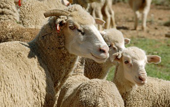 Tunisie - 3000 moutons espagnols supplémentaires seront importés (Audio)