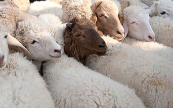 Tunisie : Importation de 6000 moutons à l'occasion d'Aïd Al Idha