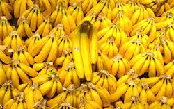 Tunisie - Pas d'interdiction de l'importation de bananes, mais…