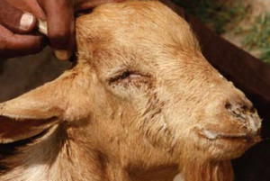 32 cas de peste des petits ruminants en Tunisie (Mise à jour )