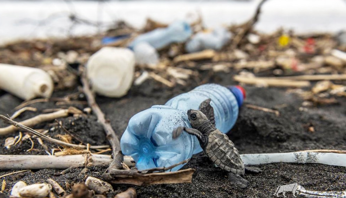 La pollution plastique, une épidémie silencieuse