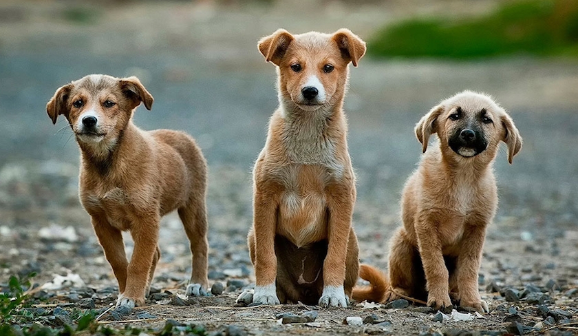 Chiens errants – Manque de refuges, abattage... une gestion chaotique