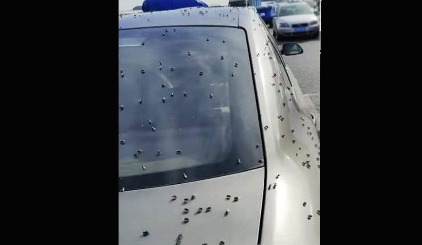 Une voiture infestée de punaises de lit à Lyon ? Le vrai du faux