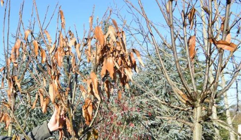Les agriculteurs de la zone agricole darbres fruitiers dEl Aroussa toucheront des indemnisations