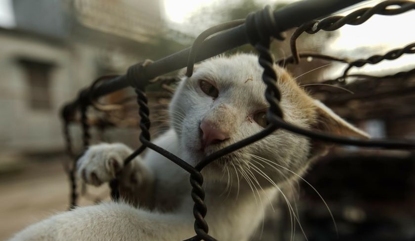 Kasserine – Mandat de dépôt contre un individu accusé de cruauté envers les animaux