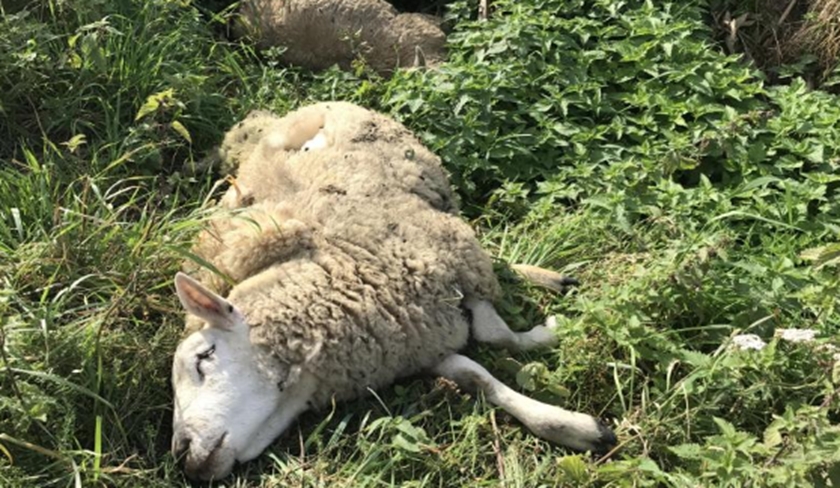 Mort brutale de dizaines d’agneaux à Enfidha : le parquet ordonne une enquête