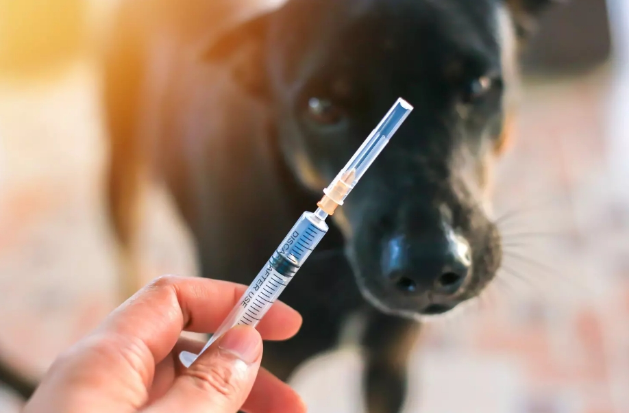 Les vétérinaires boycottent la campagne nationale de vaccination contre la rage