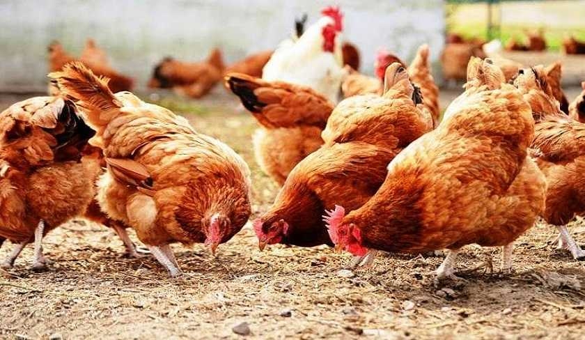 Fixation du prix maximal de vente du poulet vivant à la production