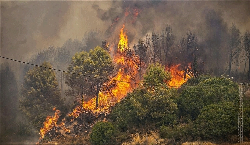 Bargou : un incendie dtruit 1,5 hectare de pins d'Alep