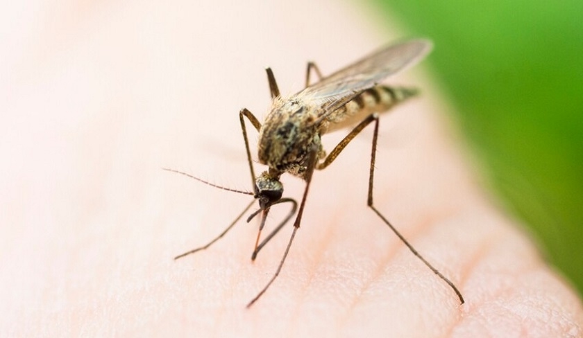 Samir Ouerghemmi : les changements climatiques  lorigine de la prolifration prmature des moustiques