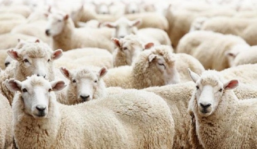 Mouton de l'Ad : le prix du kilo est fix  21,900 dinars