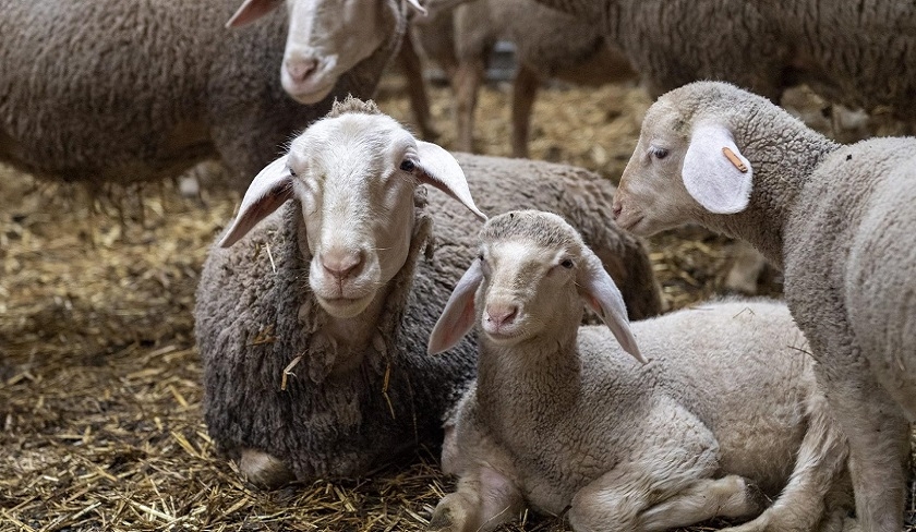 Touiti : des quantits de viande ovine proposes  moins de quarante dinars le kilogramme
