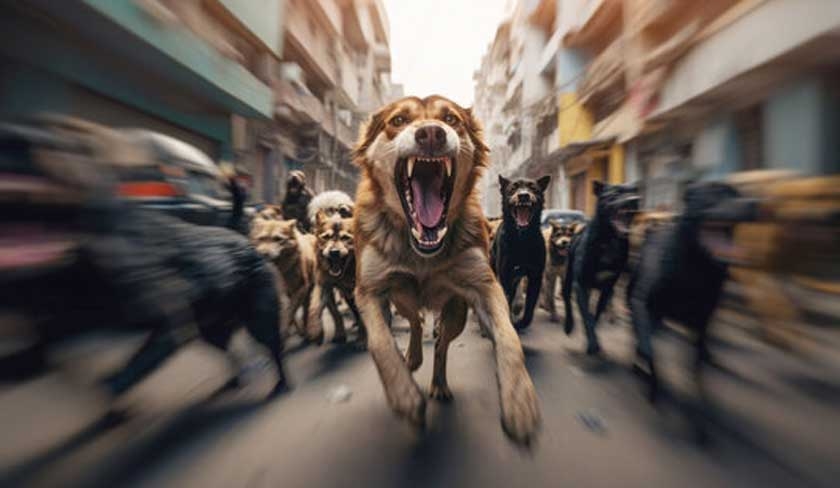 Souassi : un homme meurt après avoir été attaqué par des chiens