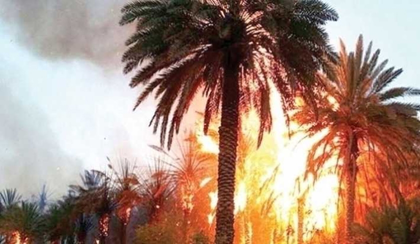 Tozeur : un important incendie ravage 10 hectares d’oasis