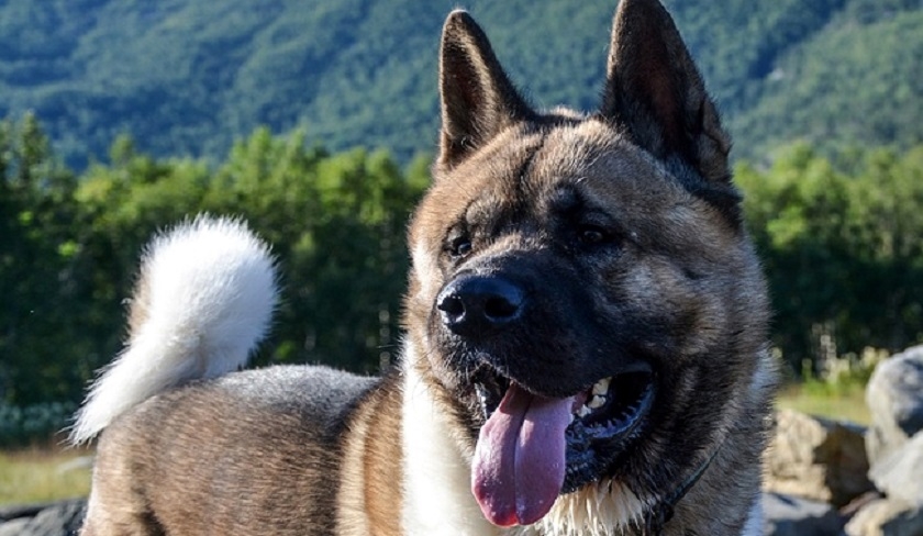 Nabeul – Un chien agresse sa propriétaire et provoque sa mort