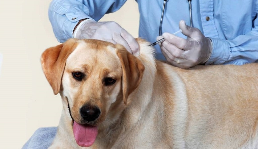 La campagne nationale de vaccination des animaux contre la rage commencera dbut septembre 