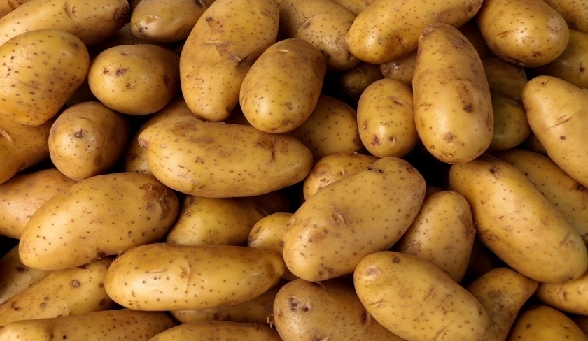 Ben Khalifa : l’absence de mécanismes de régulation pour le stockage de la pomme de terre explique l'augmentation des prix