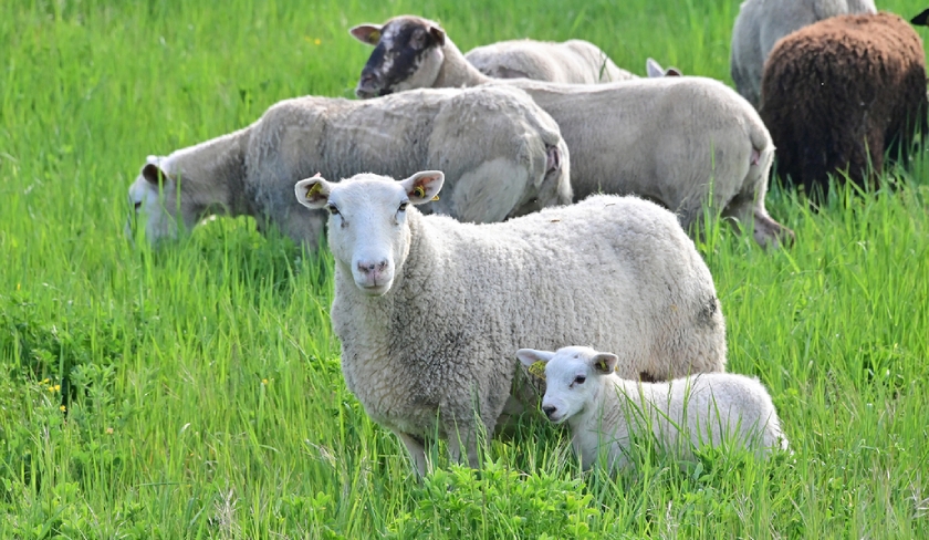 Ad : le mouton cotera prs de mille dinars