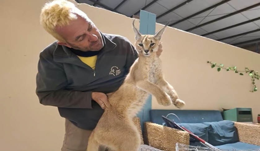 Le lynx égyptien, héros improbable d’une fable collective