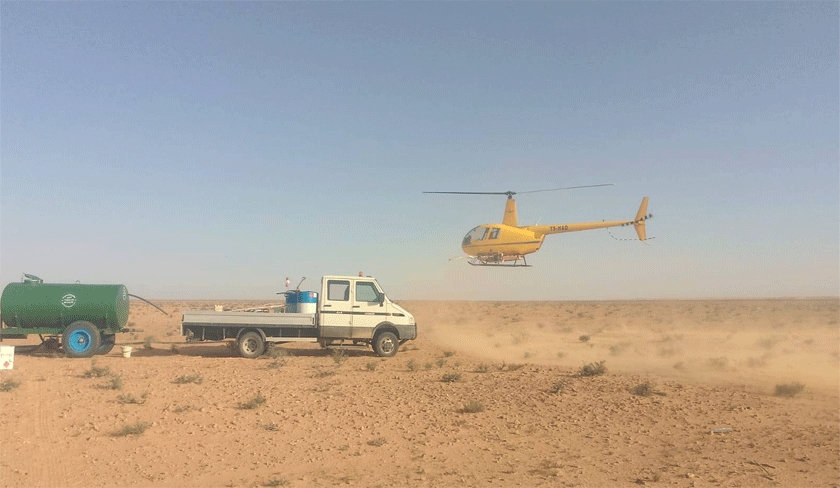 Criquets pèlerins : plus de 900 hectares pulvérisés d’insecticides dans le sud de la Tunisie