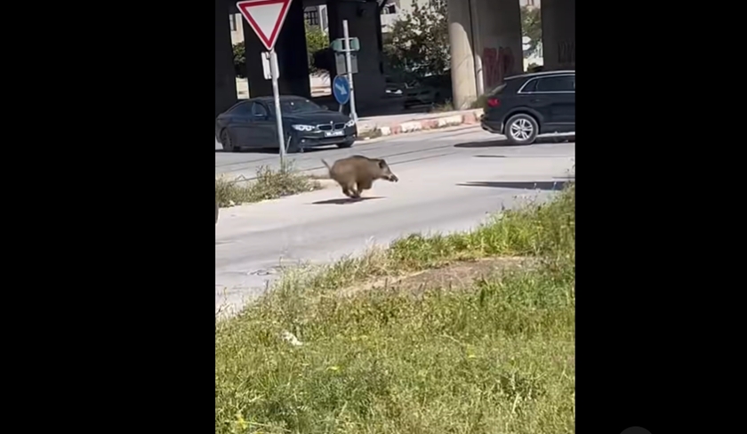 Un sanglier au cœur de Tunis : la vidéo qui affole les réseaux sociaux
